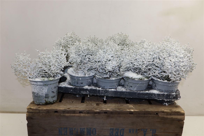 <h4>Leucoph Brownii + Snow</h4>