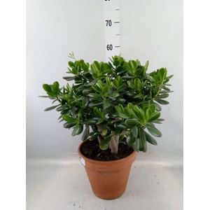 Crassula ovata