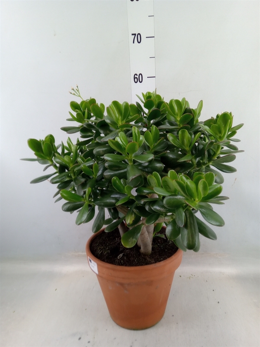 <h4>Crassula ovata</h4>