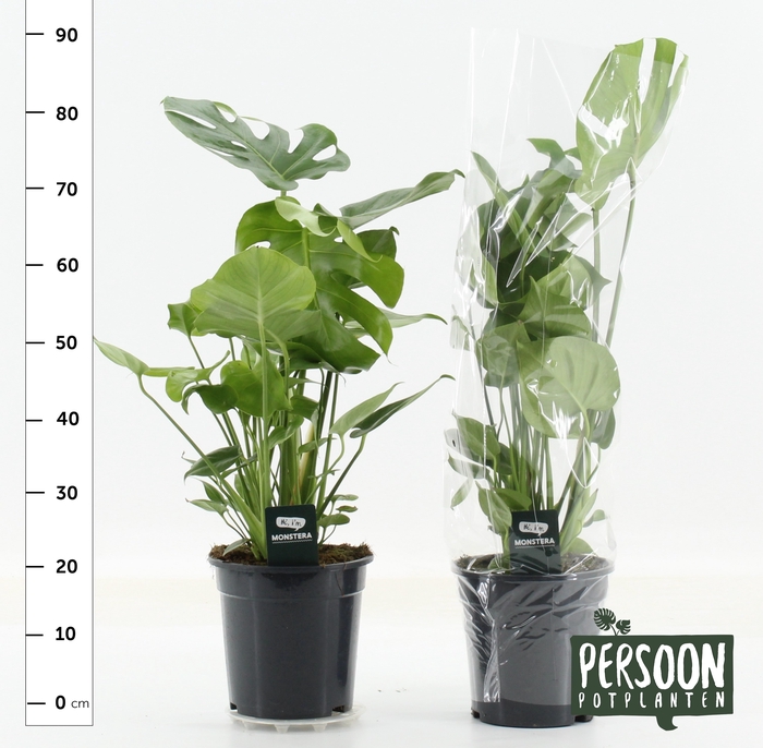 <h4>MONSTERA DELICIOSA</h4>