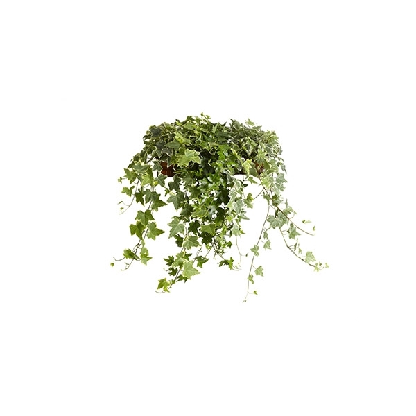 <h4>Gemengd 13cm</h4>