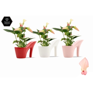 Anthurium 6 cm Matata in Heels ceramics