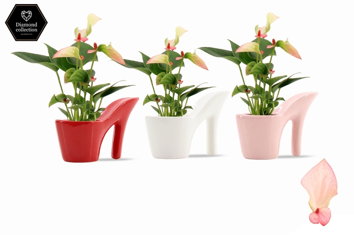 <h4>Anthurium 6 cm Matata in Heels ceramics</h4>