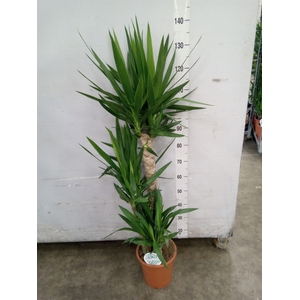 Yucca   ...