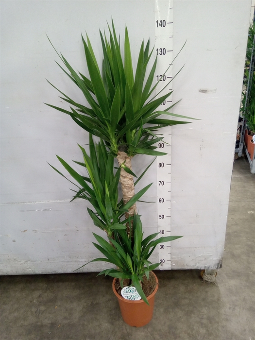 <h4>Yucca   ...</h4>