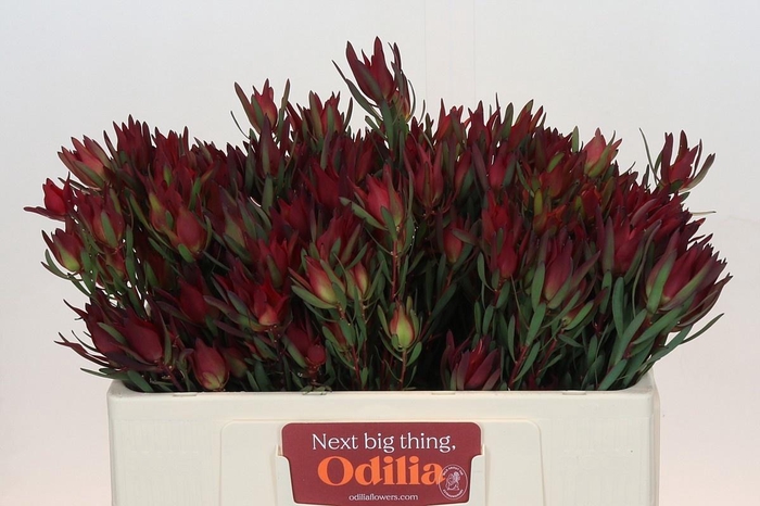 <h4>LEUCAD SAL BLUSH</h4>