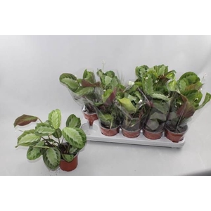 MARANTA OV