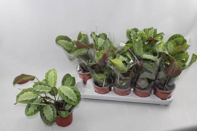 <h4>MARANTA OV</h4>