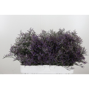 Limonium Sinense Safora Dark Blue