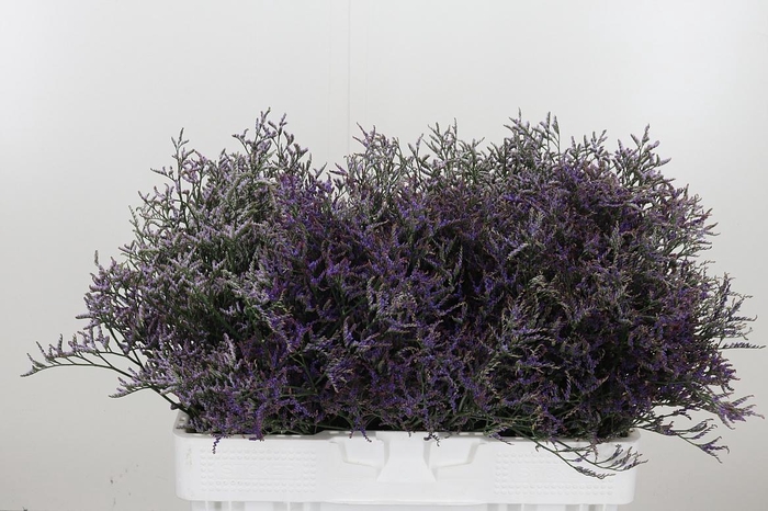 <h4>Limonium Sinense Safora Dark Blue</h4>