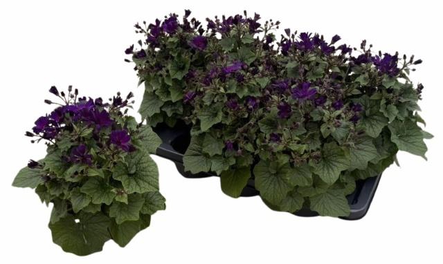 <h4>PERI C MAN PURPLE</h4>