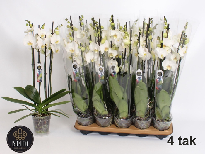 <h4>PHAL AN NOTTINGHAM</h4>