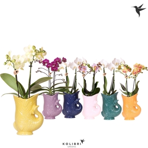 Kolibri Orchids Phalaenopsis mix 2 spike in Fish pot mix