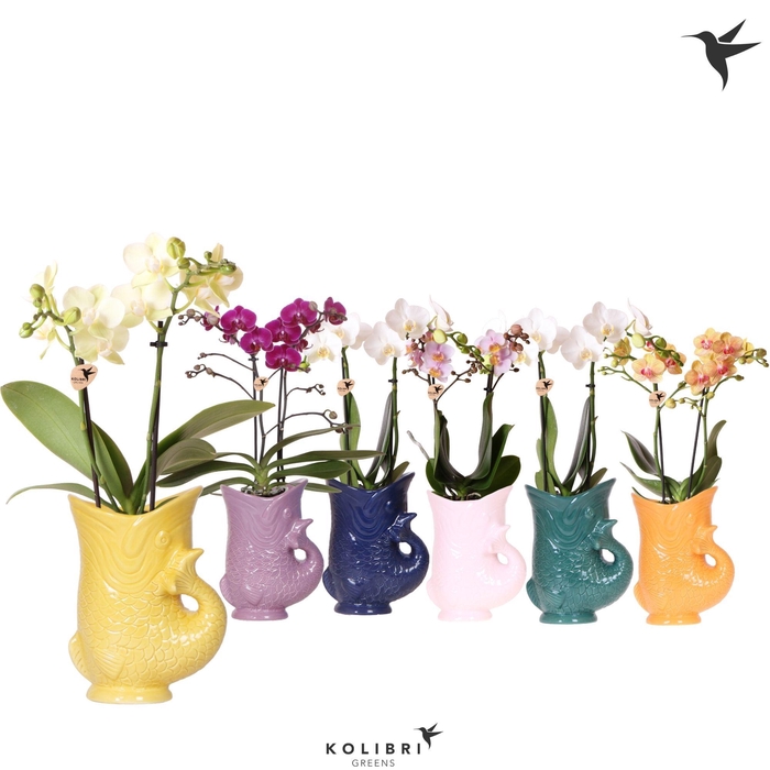 <h4>Kolibri Orchids Phalaenopsis mix 2 spike in Fish pot mix</h4>