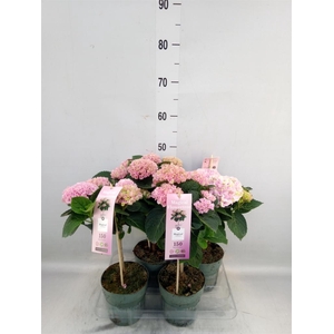 Hydrangea mac. 'Magical Revolution'