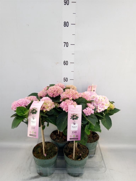 <h4>Hydrangea mac. 'Magical Revolution'</h4>