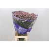 Limonium Pink Diamond