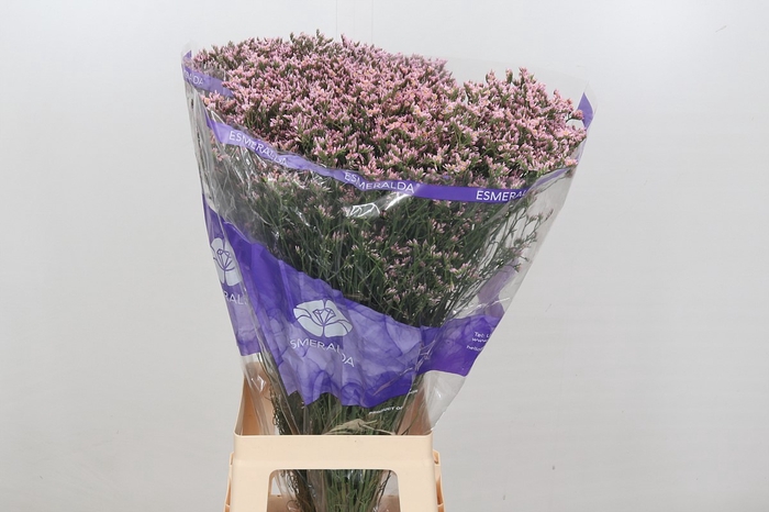 <h4>Limonium Pink Diamond</h4>