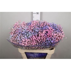 Gyps Rb Light Pink Light Purple