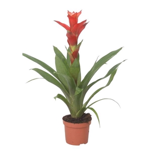 Guzmania Rouche
