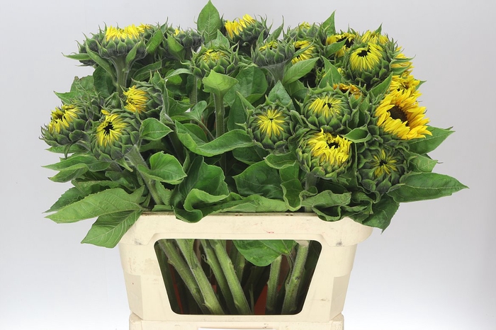 <h4>Helianthus A Sun Orange</h4>
