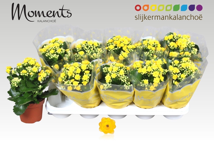 <h4>KAL GE SFINX YELLOW</h4>