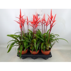 Vriesea  'Elan'