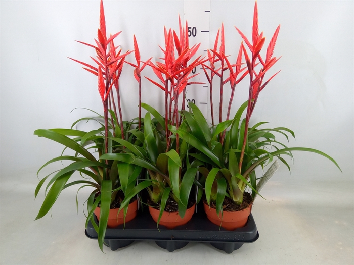 <h4>Vriesea  'Elan'</h4>