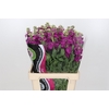 Matthiola Iron Rose