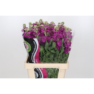 Matthiola Iron Cerise