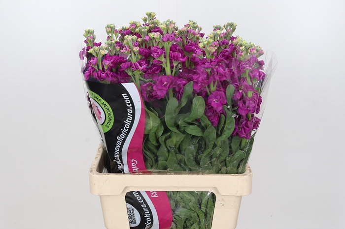 Matthiola Iron Rose