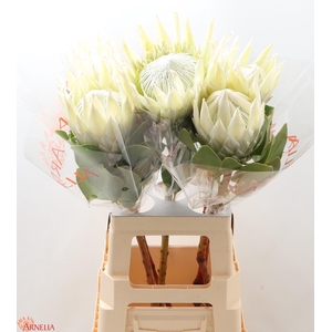 PROTEA CY AYOBA A IC