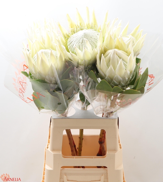 <h4>PROTEA CY AYOBA A IC</h4>