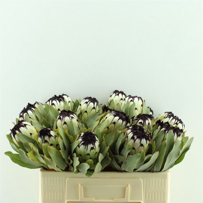 <h4>Protea Niobe</h4>