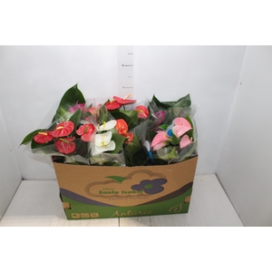 ANTHURIUM VARIADO P15