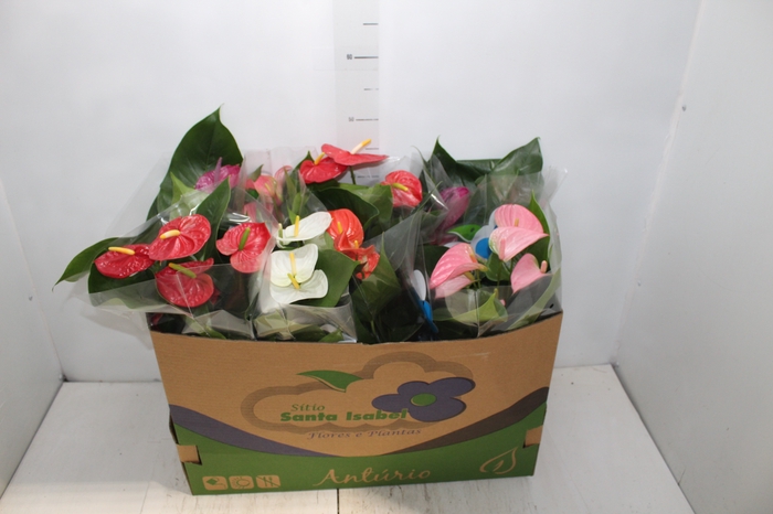 <h4>ANTHURIUM VARIADO P15</h4>