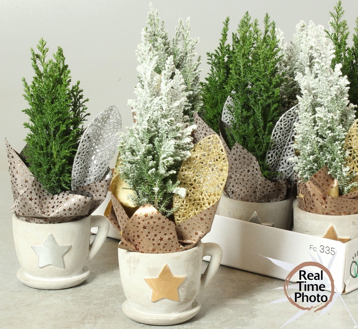 <h4>CHAM L ELLWOODII</h4>