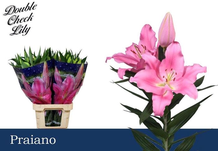 <h4>LI OR PRAIANO 3+</h4>