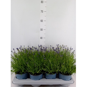 Lavandula angus. 'Essence Pure'