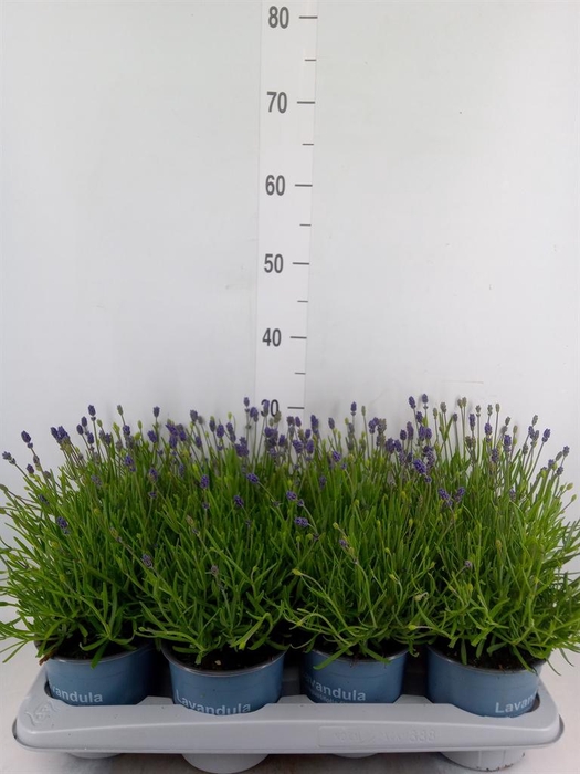 <h4>Lavandula angus. 'Essence Pure'</h4>