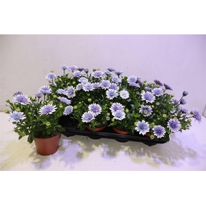 arr8 Osteo 3d Ijsblauw