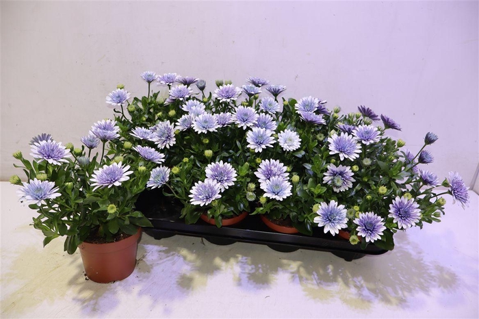 <h4>arr8 Osteo 3d Ijsblauw</h4>