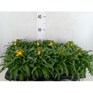 Erysimum  'Leya Lemon Glow'