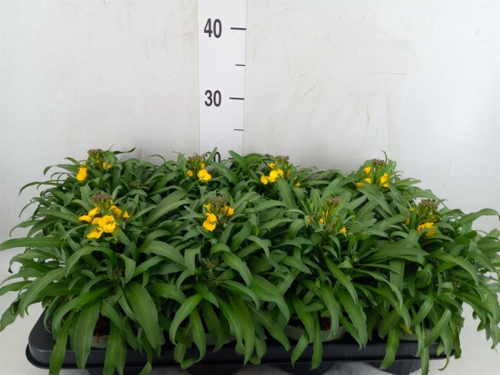 <h4>Erysimum  'Leya Lemon Glow'</h4>
