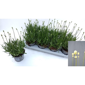 LAVAN AN AROMA WHITE