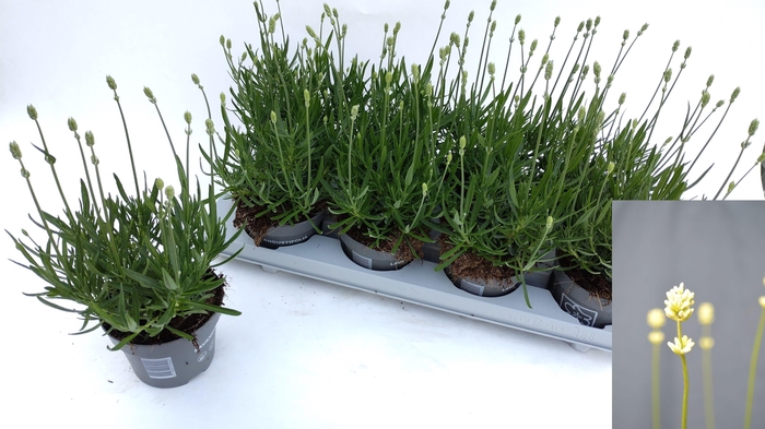 <h4>LAVAN AN AROMA WHITE</h4>