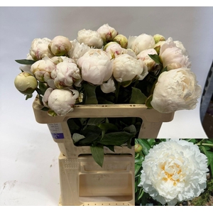 PAEO L BOWL OF CREAM