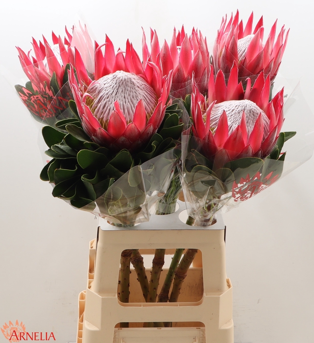 <h4>Protea Cynaroides 'madiba'</h4>