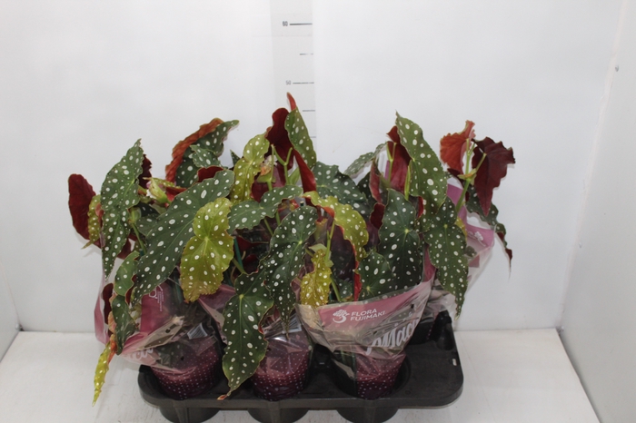 <h4>BEGONIA MACULATA P13 PO</h4>