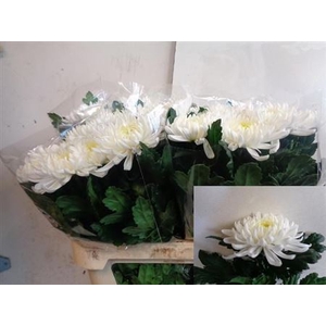 Chr G Salma Cream